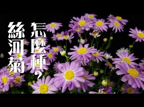 菊 風水